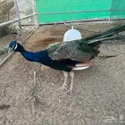 طاووس بلاك شولدر للبيع
