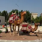 مجسم جمل ( بعير ) ومجسمات ليوم التاسيس