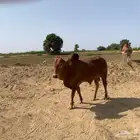 ثور فحل بلدي سنه ثني