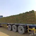 للتوصيل نجيله خضراء