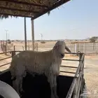 للبيع فحل طيب شرط سليم من الأمراض وشرط انه ينسف