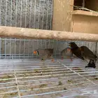 عصافير دوبرا