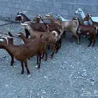 غنم دهم للبيع