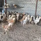 صوص بلدي
