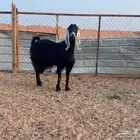 البيع عنز عارضيه خصم في الخرج