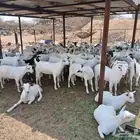 تيوس ذبايح