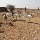 جفرات هولنديه العدد 9