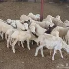 رخال