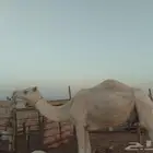 ناقة ضروبة للبيع