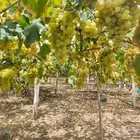 عنب بني سعد