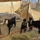 تيوس عوارض حلال ديرة