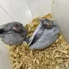 طفرة الاميرالد من نوادر الكوكتيل تم البيع