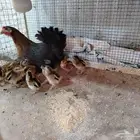 دجاجه مع فراخه