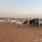 ماعز