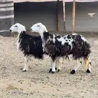 رخال نجد