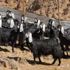 معزا اللبيع 28