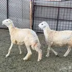 طليان. ذبائح