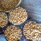 للبيع انتاج نخل   خلاص وبرحي عدد 200