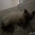 قطط سكوتش ستريت