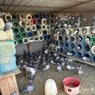 حمام زاجل وسلفر مخلوط