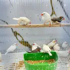 زيبرا ازواج