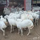 ضأن رفيديات ( متومات )