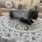 قط لالتبني