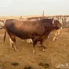 بقر سويسري بيور مراح كامل