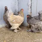 براهما دم صافي