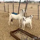 عنز بيشيه فاخره