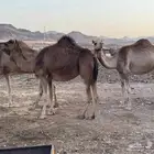 نياق طيبه. تم البيع. تم. البيع