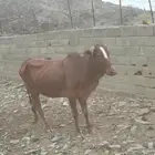 بقر 5