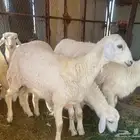غنم حري