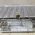 للبيع كروان كوكتيل