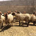 غنم نعيم العدد 12