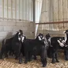 تيوس عوارض