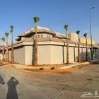 نخل واشنطوني للبيع