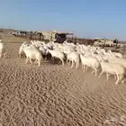 غنم