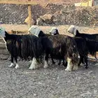ضأن طيبه