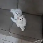 Beautiful Cats for Sale