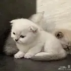 قطط للحجز