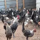 دجاج فيومي شبابي بشاير توب التوب