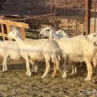 حريات حرش مراح