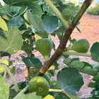 للبيع تين مثمر طول السنه