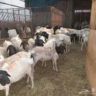 طليان بربري