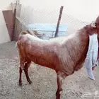 ماعز للبيع