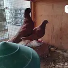 للبيع جوزين حمام قطيفي قلبي