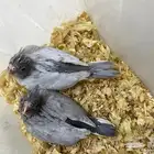 فروخ كروان اميرالد