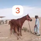 فرسين خط جمال واهو