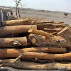 حطب مستورد. سمر